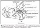 http://www.scielo.br/img/revistas/rb/v39n5/en_a08fig01.gif