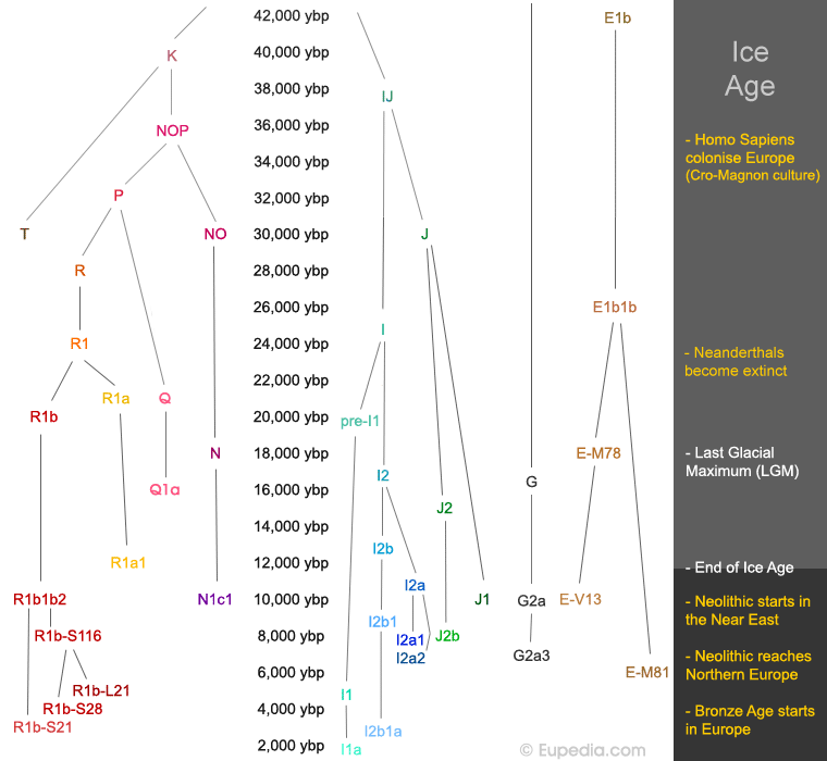Approximative timeline of the origins of haplogroups found in Europe