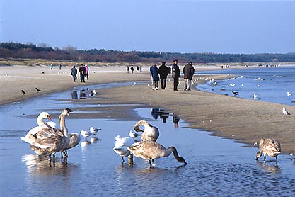 Cygnes sauvages sur la plage de Swinoujscie.