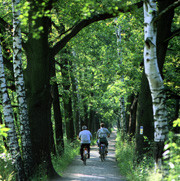 Allee bei Lbbenau